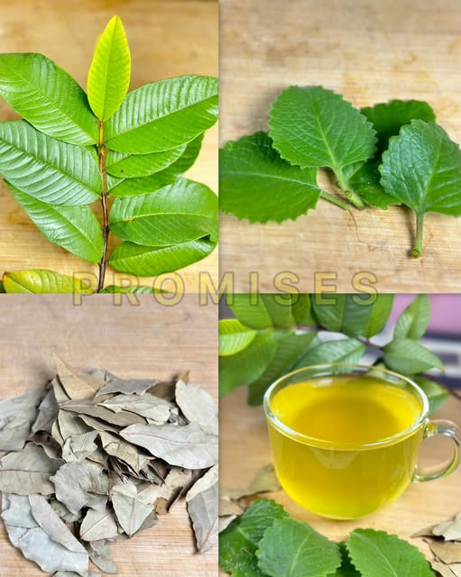 Liście, które leczą wszystkie choroby, takie jak cukrzyca, słabe krążenie, stłuszczenie wątroby, wysokie ciśnienie krwi i rak.