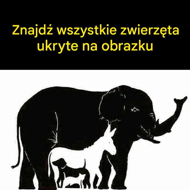 Tylko osoby z IQ powyżej 120 widzą więcej niż 6 zwierząt. Ile widzisz ty?