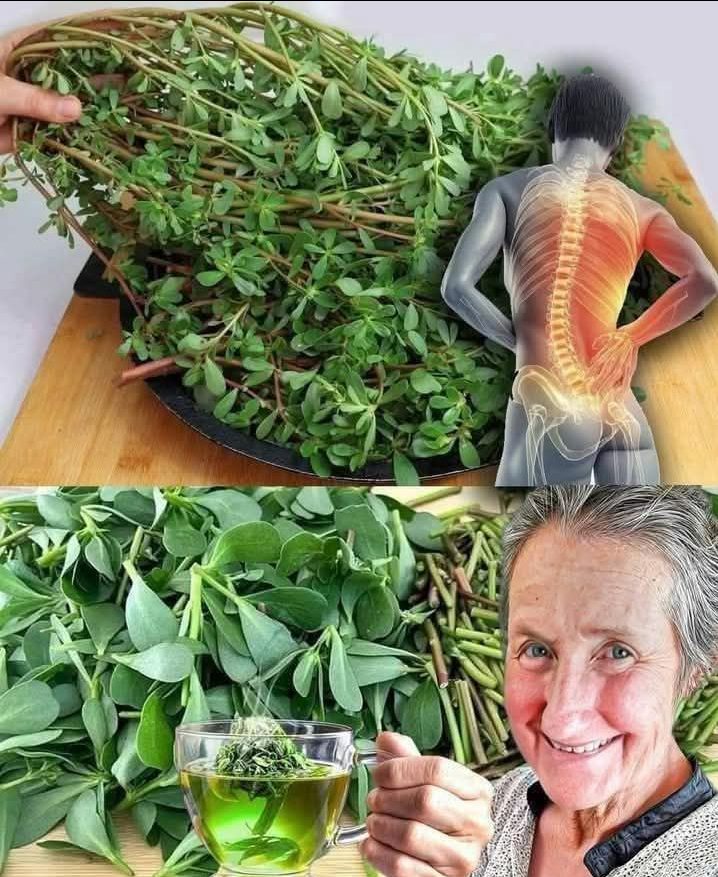 Liść zabijający raka, o którym lekarze ci nie mówią: tajne odkrycie Barbary O’Neill