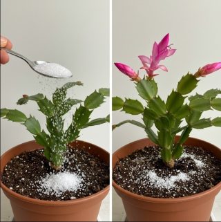 Jesienne przebudzenie: Ożyw rośliny doniczkowe dzięki małemu sekretowi