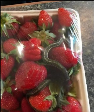 Sekret lodówki: to, co znalazłam w moich truskawkach, zmieniło wszystko!