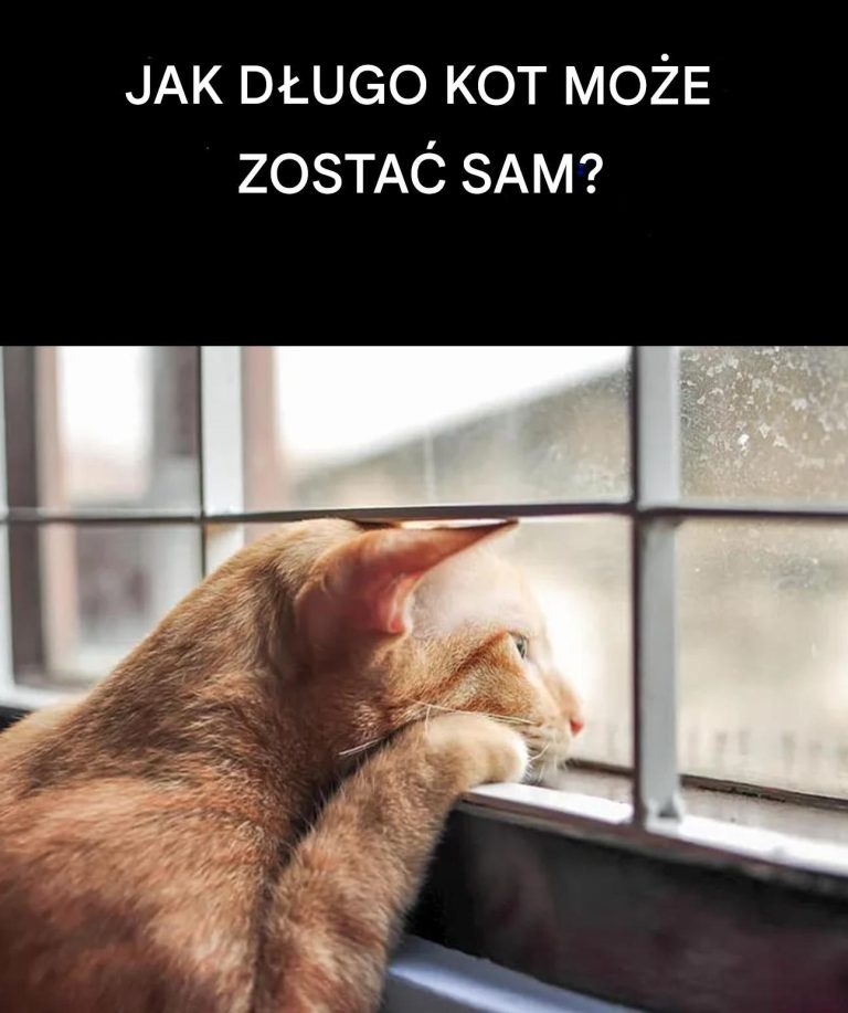 Jak długo kot może wytrzymać samotność?