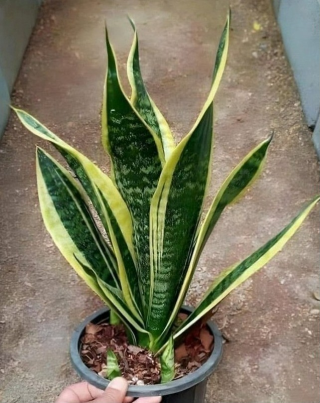 Jeśli masz tę roślinę w domu, to dlatego, że ma… Zobacz więcej