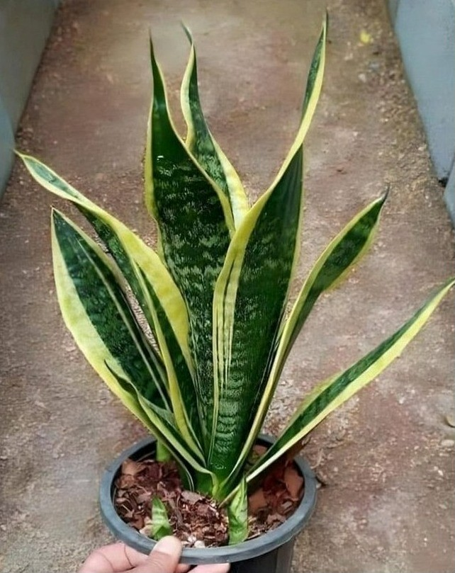 Jeśli masz tę roślinę w domu, to dlatego, że ma… Zobacz więcej