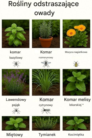 Rośliny odstraszające komary: 10 najlepszych roślin odstraszających komary do Twojego ogrodu