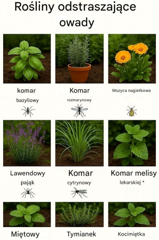 Rośliny odstraszające komary: 10 najlepszych roślin odstraszających komary do Twojego ogrodu