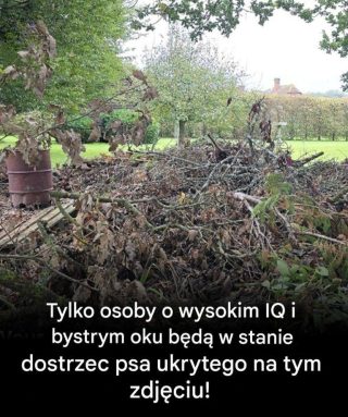 Czy potrafisz dostrzec ukrytego psa? Tylko ci z orlim wzrokiem potrafią!