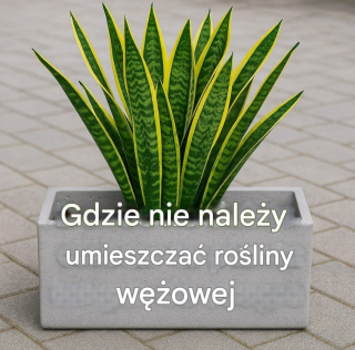 Nigdy nie umieszczaj sansewierii w tym miejscu!