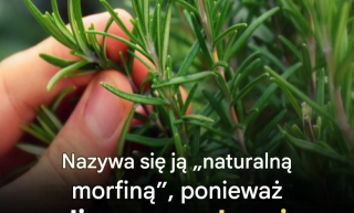 „Naturalny sojusznik seniorów: kluczowe korzyści płynące z tej rośliny”